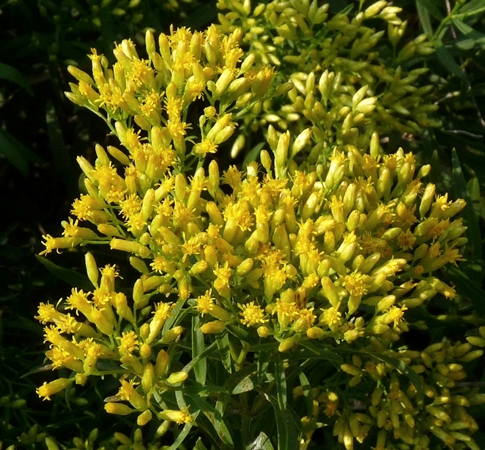 {Euthamia leptocephala}